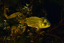 Pool Frog (Rana lessonae) at surface, Danube delta rewilding area, Romania