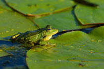 Pool Frog (Rana lessonae) sitting amongst lily pads, Danube delta rewilding area, Romania
