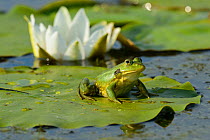 Pool Frog (Rana lessonae) sitting on White lily pad, Danube delta rewilding area, Romania