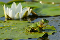 RF- Pool Frog (Rana lessonae) sitting on white lily pad, Danube delta rewilding area, Romania. (This image may be licensed either as rights managed or royalty free.)