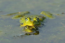 Pool Frog (Rana lessonae) pair mating at surface, Danube delta rewilding area, Romania