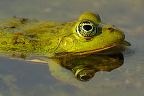 Pool Frog (Rana lessonae) head profile portrait in water, Danube delta rewilding area, Romania