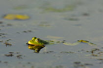 Pool Frog (Rana lessonae) swimming  at water surface, Danube delta rewilding area, Romania