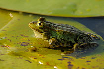 Pool Frog (Rana lessonae) about to vocalise, Danube delta rewilding area, Romania, sequence 1/3