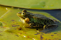 Pool Frog (Rana lessonae) vocalising, Danube delta rewilding area, Romania sequence 2/3
