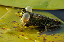 RF- Pool Frog (Rana lessonae) vocalising with vocal sacs inflated, Danube delta rewilding area, Romania. (This image may be licensed either as rights managed or royalty free.)
