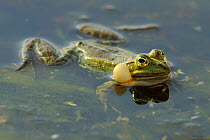 Pool Frog (Rana lessonae) vocalising at surface, Danube delta rewilding area, Romania