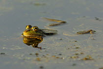 Pool Frog (Rana lessonae) resting at surface, Danube delta rewilding area, Romania