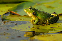 Pool Frog (Rana lessonae) sitting on lily pad, Danube delta rewilding area, Romania