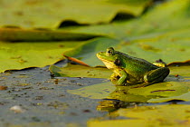 Pool Frog (Rana lessonae) restingon lily pad, Danube delta rewilding area, Romania