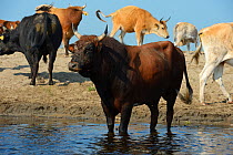 Domestic Cattle at river edge, Danube delta rewilding area, Romania