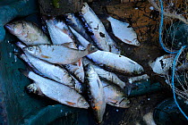 Pontic shad / Danube mackerel (Alosa pontica) and Chinese grass carp (left), fish catch in Sfinthus Gheorghe, Danube delta rewilding area, Romania