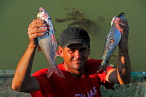Man holding up Pontic shad / Danube mackerel (Alosa pontica) and Chinese grass carp (left), fish catch in Sfinthus Gheorghe, Danube delta rewilding area, Romania