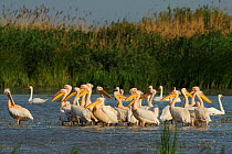 Eastern White pelican (Pelecanus onocrotalus) flock standing in shallow water, Danube delta rewilding area, Romania, June
