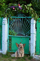 Domestic dog sitting outside gate, Sfinthu Gheorghe, Danube delta rewilding area, Romania