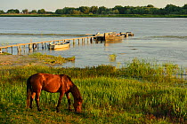 Domestic horse, living wild, now feral, grazing by river, Sfinthu Gheorghe, Danube delta rewilding area, Romania
