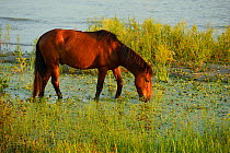 Domestic horse, living wild, now feral, grazing by river, Sfinthu Gheorghe, Danube delta rewilding area, Romania