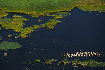 Eastern white pelicans (Pelecanus onocrotalus), aerial view of flock standing in shallow water within the Danube delta rewilding area, Romania, June 2012