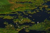 Eastern white pelicans (Pelecanus onocrotalus), aerial view of flock flying over the Danube delta rewilding area, Romania, June 2012
