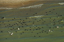 Aerial view of Gulls and cormorants in shallow waters of Danube Delta, Danube delta rewilding area, Black Sea coast, Romania, June 2012
