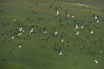 Aerial view of Gulls and Cormorants in shallow waters of Danube Delta, Danube delta rewilding area, Black Sea coast, Romania, June 2012