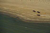 Wild horses walking along shoreline, aerial view within the Danube delta rewilding area, Romania, June 2012