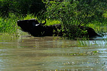 Domestic Water buffalo (Bubalus arnee bubalis) bathing in water, Danube delta rewilding area, Romania