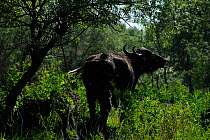 Domestic Water buffalo (Bubalus arnee bubalis) rear view of animal leaving water after bathing,  Danube delta rewilding area, Romania