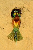 RF- European bee eater (Merops apiaster) pair at nest hole, Danube delta rewilding area, Romania, June. (This image may be licensed either as rights managed or royalty free.)