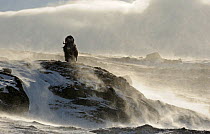Muskox, (Ovibos moschatus) with wind blowing snow, Dovrefjell national park, Norway, February 2009. Exclusive Japanese calendar rights for 2014.