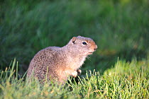 Uinta ground squirrel (Spermophilus armatus). Springcreek Ranch, Jackson, Wyoming, USA.