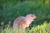 Uinta ground squirrel (Spermophilus armatus) calling. Springcreek Ranch, Jackson, Wyoming, USA.