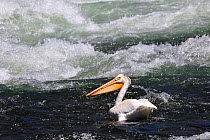 American White Pelican (Pelecanus erythrorhynchos). Yellowstone River, Yellowstone National Park, Wyoming, USA.