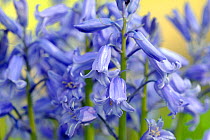 Bluebell (Hyacinthoides / Endymion non-scripta) in flower. Stoke Woods, Devon, May.