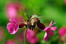 Red Campion (Silene dioica) pink flowers. Stoke Woods, Devon, May.