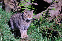 Scottish Wildcat (Felis silvestris grampia), captive, West Country Wildlife Photography Centre.