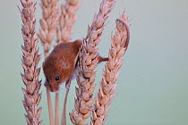 Harvest Mouse (Micromys minutus) on cereal seed head. UK, October. Captive