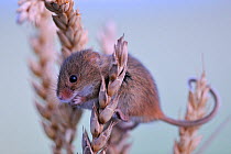 Harvest Mouse (Micromys minutus) on cereal seed head. UK, October.