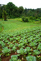 Forest clearance for agriculture with cabbage farming on the edge of the Obo National Park, near Bom Sucesso Botanic Gardens, Sao Tome, Democratic Republic of Sao Tome and Principe, Gulf of Guinea 200...