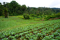 Forest clearance for agriculture, cabbage farming on the edge of the Obo National Park, near Bom Sucesso Botanic Gardens, Sao Tome, Democratic Republic of Sao Tome and Principe, Gulf of Guinea 2009