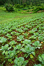 Forest clearance for agriculture, cabbage farming on the edge of the Obo National Park, near Bom Sucesso Botanic Gardens, Sao Tome, Democratic Republic of Sao Tome and Principe, Gulf of Guinea 2009