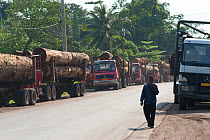Large-scale hardwood timber extraction with trucks carrying hardwood timber stop on the route from near the Lope National Park to Libreville, Gabon. 2009