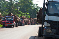 Large-scale hardwood timber extraction with trucks carrying hardwood timber stop on the route from near the Lope National Park to Libreville, Gabon, 2009. No release available.