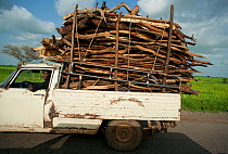 Firewood collection from Waza National Park. Inefficient monitoring and lack of controls allow enterprising merchants to remove and collect wood from the Waza National Park and surrounding hinterland....