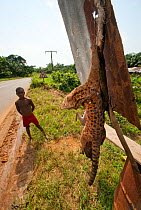 Bushmeat trade on roadside with a young boy stands near his father's forest catch consisting of Blue Duiker (Cephalophus monticola) and Palm Civet (Nandinia binotata). Often purchased by traders for r...