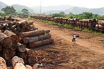 Cyclist moves through lumber yard showing large-scale hardwood timber extraction with hardwood logs being readied for loading onto railway trucks that will collect timber from lumber yard located insi...