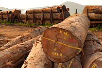 Large-scale hardwood timber extraction with hardwood logs being readied for loading onto railway trucks that will collect timber from lumber yard located inside the Lope National Park. Onward shipment...