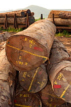 Large-scale hardwood timber extraction with hardwood logs being readied for loading onto railway trucks that will collect timber from lumber yard located inside the Lope National Park. Onward shipment...