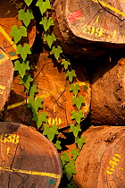 Colour coding, markings and metal stays on hardwood timber tree trunk bases with new (Ipomoea spp) leaf growth over logs. Large-scale hardwood timber extraction in Gabon. 2009