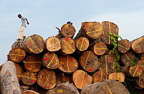 Boy walking on large pile of hardwood  logs ready for loading onto railway trucks that will collect timber from lumber yard located inside the Lope National Park. Onward shipment via sea takes place f...